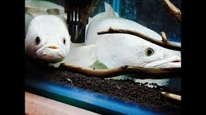 Image result for Channa argus