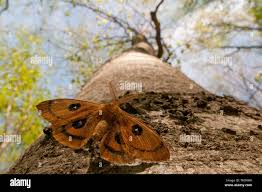 Attēlu rezultāti vaicājumam “Aglia tau”