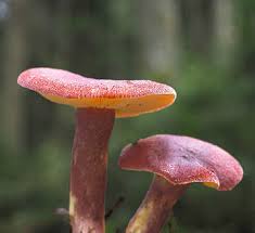 Attēlu rezultāti vaicājumam “Tricholomopsis rutilans”