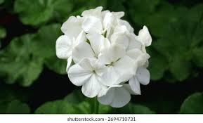 Attēlu rezultāti vaicājumam “Geraniaceae”