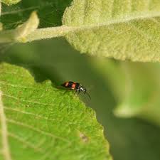 Attēlu rezultāti vaicājumam “Anthocomus fasciatus”