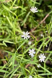 Attēlu rezultāti vaicājumam “Stellaria longifolia”