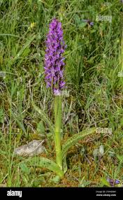 Attēlu rezultāti vaicājumam “Dactylorhiza cruenta flower”