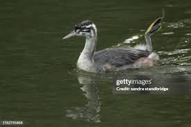 Attēlu rezultāti vaicājumam “Podiceps cristatus juvenile”