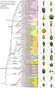 Attēlu rezultāti vaicājumam “Cucurbitaceae”