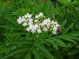 Attēlu rezultāti vaicājumam “Adoxaceae”