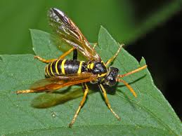 Attēlu rezultāti vaicājumam “Tenthredinidae”