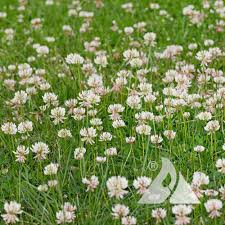 Attēlu rezultāti vaicājumam “Trifolium repens flower”
