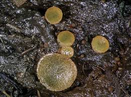 Attēlu rezultāti vaicājumam “Ascobolus furfuraceus”