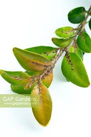 Attēlu rezultāti vaicājumam “Lepidosaphes ulmi”