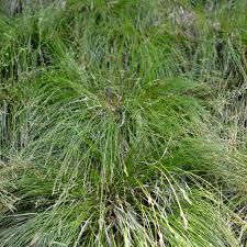 Attēlu rezultāti vaicājumam “Trichia alpina sessile”