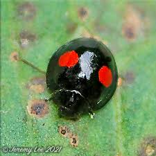 Attēlu rezultāti vaicājumam “Chilocorus renipustulatus”