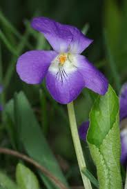 Attēlu rezultāti vaicājumam “Viola hirta”