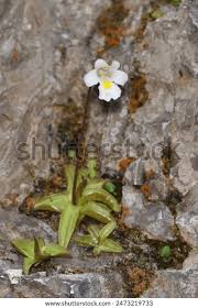 Attēlu rezultāti vaicājumam “Pinguicula alpina”