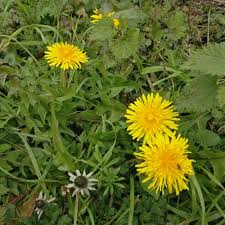 Attēlu rezultāti vaicājumam “Taraxacum officinale aggr.”