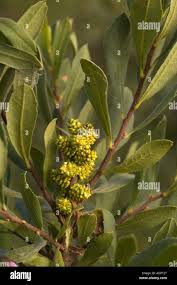 Attēlu rezultāti vaicājumam “Myrica gale fruit”