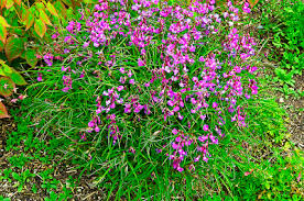 Attēlu rezultāti vaicājumam “Lathyrus vernus leaf”