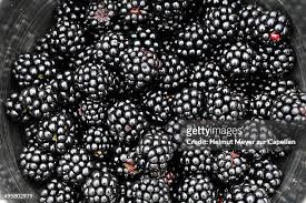Image result for Rubus sectio
