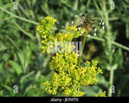 Attēlu rezultāti vaicājumam “Galium verum bud”