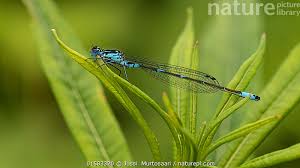 Attēlu rezultāti vaicājumam “Coenagrion pulchellum male”