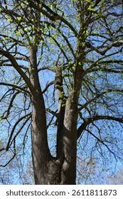 Attēlu rezultāti vaicājumam “Tilia x vulgaris”