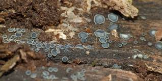 Attēlu rezultāti vaicājumam “Mollisia cinerea”