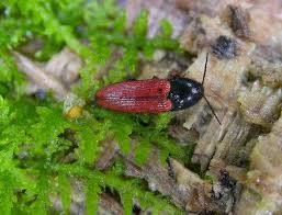 Attēlu rezultāti vaicājumam “Ampedus sanguineus”