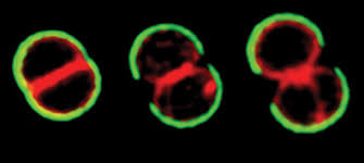 Attēlu rezultāti vaicājumam “Dicranella staphylina cells”