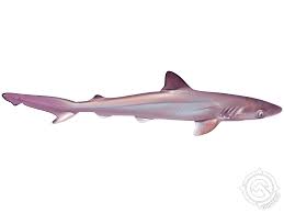 Image result for Rhizoprionodon terraenovae