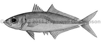 Image result for Trachurus trachurus