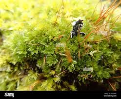 Attēlu rezultāti vaicājumam “Bryum moravicum”