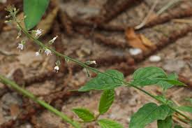 Attēlu rezultāti vaicājumam “Circaea lutetiana bud”