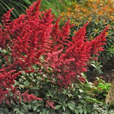 Image result for Astilbe