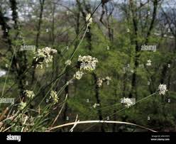 Attēlu rezultāti vaicājumam “Sesleria caerulea flower”