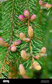 Attēlu rezultāti vaicājumam “Picea abies male flower”