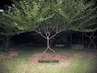 pooktre living growing people trees | Pooktre Tree Shapers