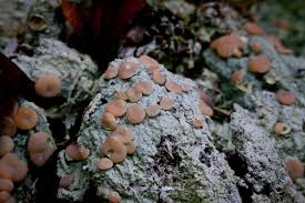 Attēlu rezultāti vaicājumam “Icmadophila ericetorum”