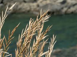 Attēlu rezultāti vaicājumam “Brachypodium pinnatum”