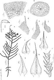 Attēlu rezultāti vaicājumam “Palustriella falcata”