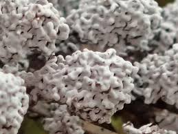 Attēlu rezultāti vaicājumam “Fuligo gyrosa macro”