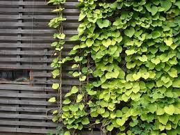 Attēlu rezultāti vaicājumam “Aristolochia durior”