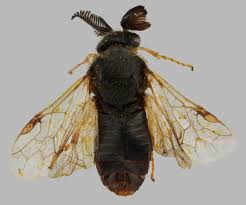 Attēlu rezultāti vaicājumam “Gilpinia”