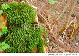 Attēlu rezultāti vaicājumam “Dicranales”