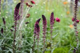 Attēlu rezultāti vaicājumam “Lysimachia punctata”