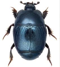 Attēlu rezultāti vaicājumam “Hypocaccus rugiceps”