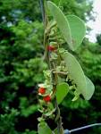 <b>Cissampelos</b> mucronata