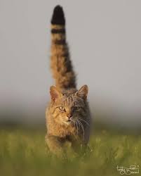 Attēlu rezultāti vaicājumam “Felis silvestris catus adult”