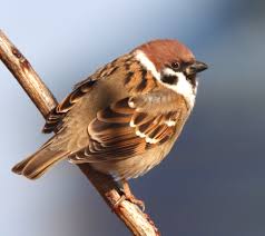 Image result for Passer montanus