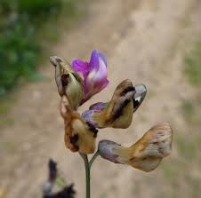 Attēlu rezultāti vaicājumam “Lathyrus niger”
