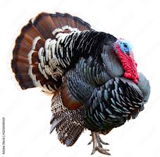 Attēlu rezultāti vaicājumam “Meleagris male”